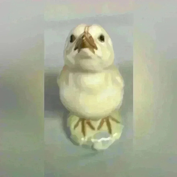 Royal Copenhagen Vintage Turkey Chick Bird Figurine #1185 Marked - Picture 5 of 10